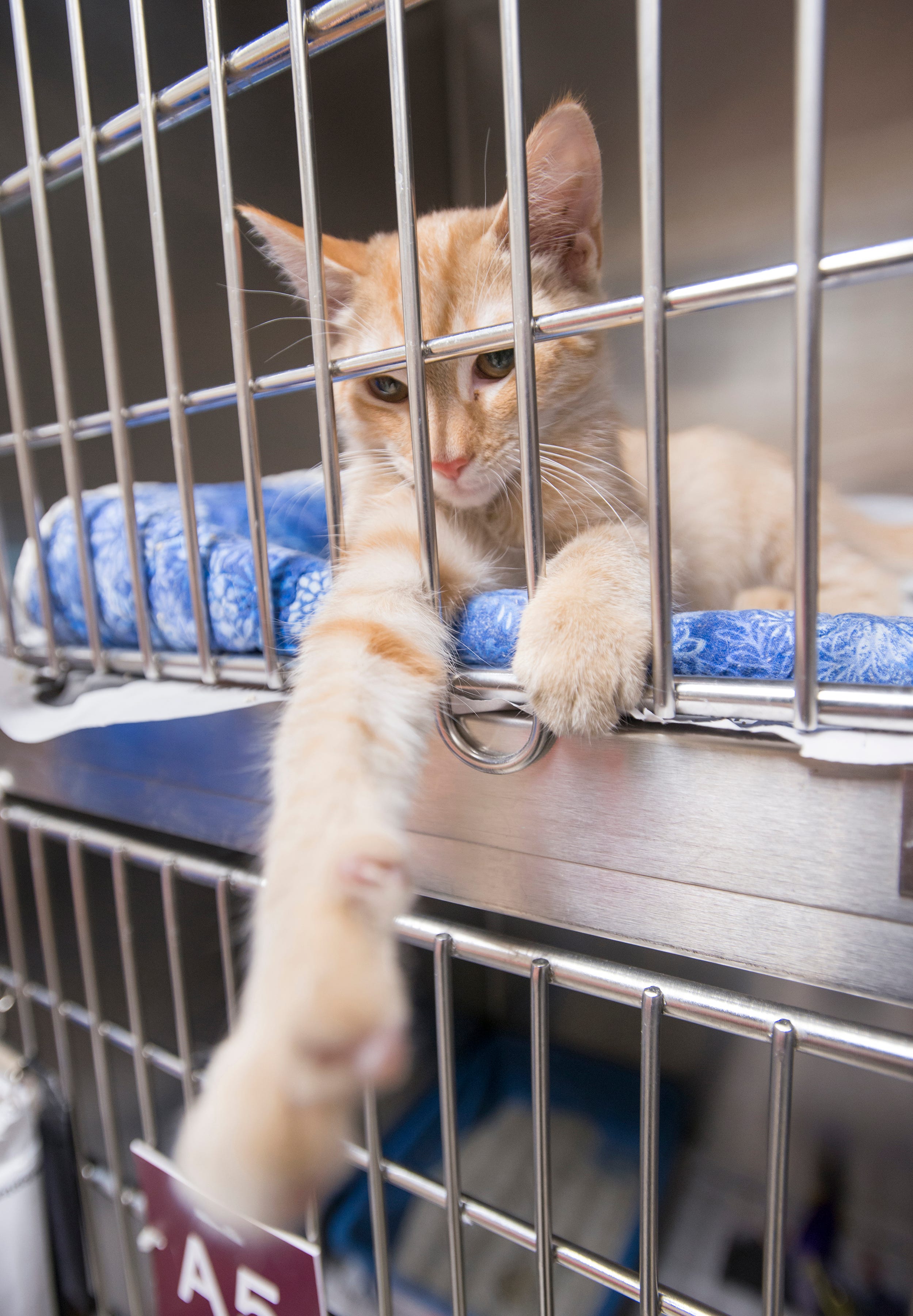 animal shelter that takes cats